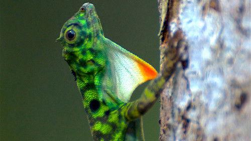 Wildest Islands of Indonesia Season 1 Episode 5 - Dragon's Domain