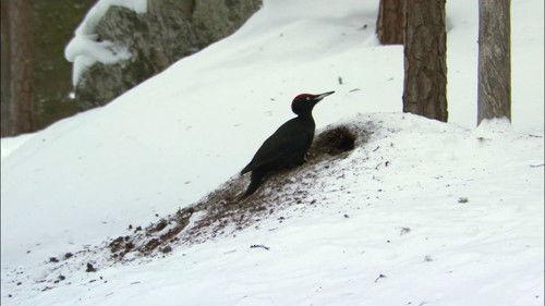 Wild Germany Season 1 Episode 6 - Saxon Switzerland
