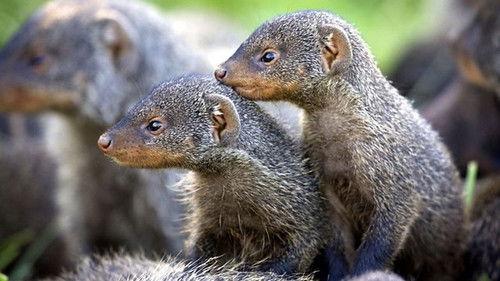 Banded Brothers: The Mongoose Mob Season 1 Episode 2 - Episode 2