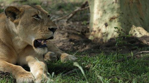 Gorongosa Park: Rebirth of Paradise Season 1 Episode 1 - Lion Mystery