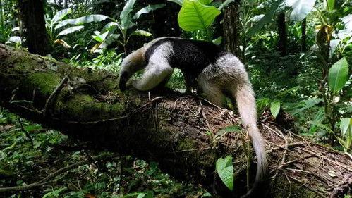 Jungle Planet Season 1 Episode 21 - A Tropical Eden: American Jungles