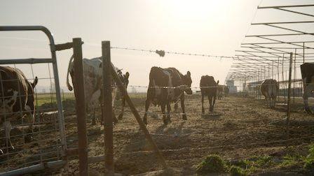 Background image for Milk Money