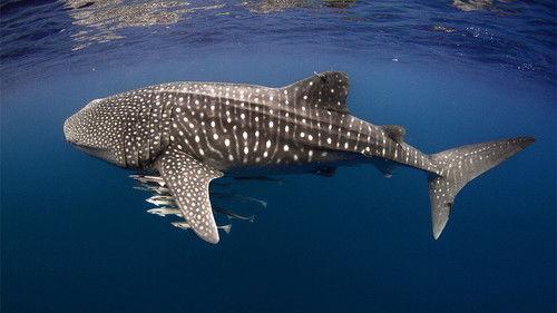 Australia Remastered Season 2 Episode 1 - Wild Indian Ocean