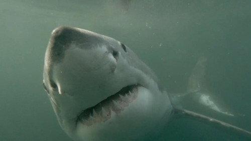 When Sharks Attack Season 4 Episode 2 - Terror Down Under