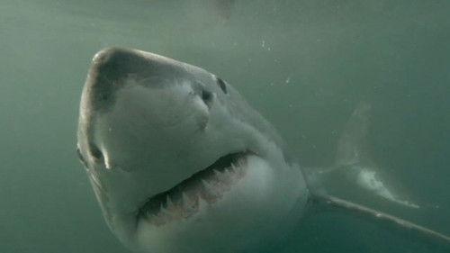 When Sharks Attack Season 4 Episode 2 - Terror Down Under