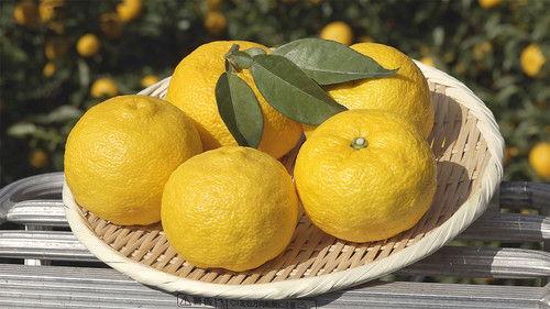 Background image for Yuzu