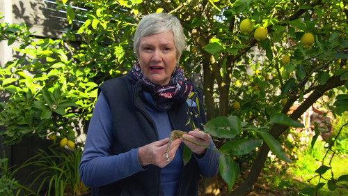 Gardening Australia Season 31 Episode 20 - Episode 20