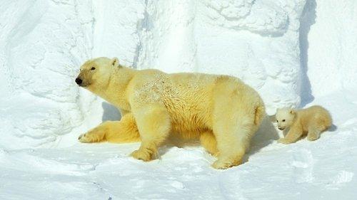 Planet Earth Season 1 Episode 1 - From Pole to Pole