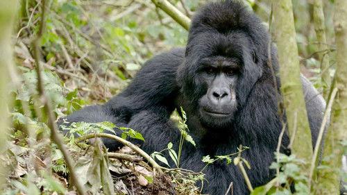 Background image for Gorillas & Sloths – Two Contrasting Styles