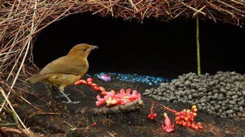 Natural World Season 19 Episode 9 - Bower Birds: The Art of Seduction