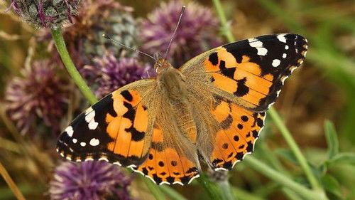 Springwatch Season 19 Episode 8 - Episode 8