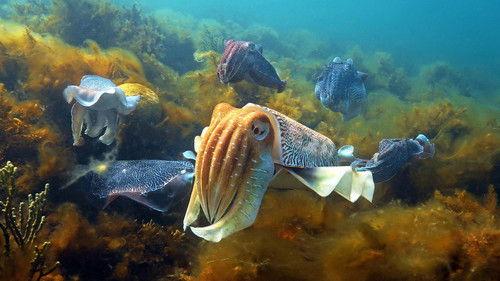 Nature Season 42 Episode 3 - Spy in the Ocean: Deep Feelings