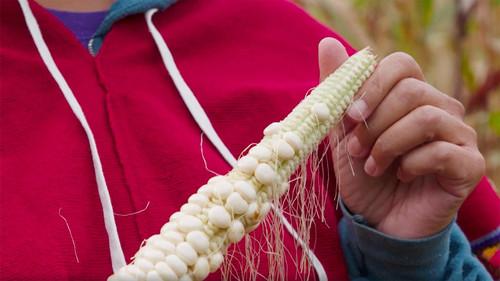 Wisconsin Foodie Season 12 Episode 8 - Oneida White Corn