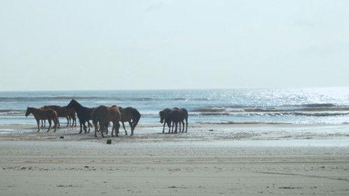 Original Fare Season 3 Episode 10 - Untamed