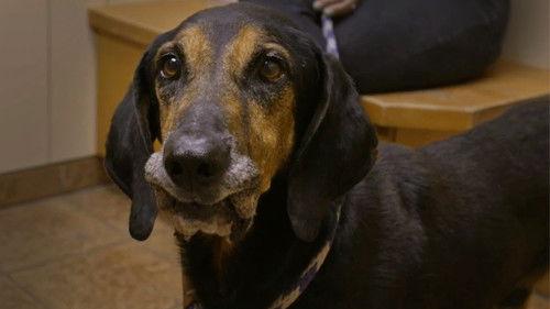 Pit Bulls and Parolees Season 15 Episode 5 - Last Chance Rescue