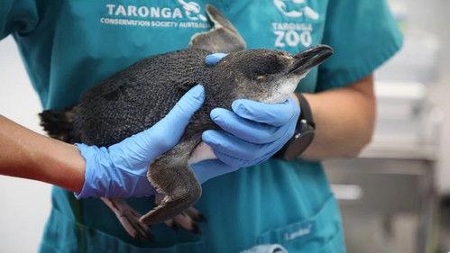 Taronga: Who's Who In The Zoo Season 3 Episode 8 - Keeping It Real