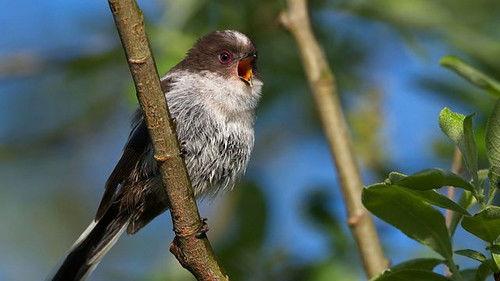 Springwatch Season 20 Episode 8 - Episode 8