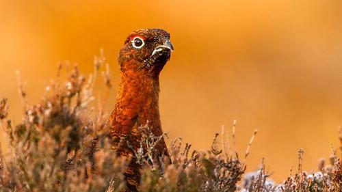Background image for The Pembrokeshire Coast: A Wild Year