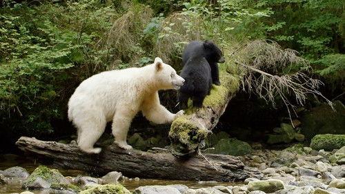 Natural World Season 35 Episode 9 - Ghost Bear Family