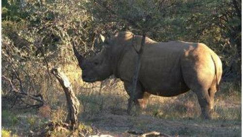 Background image for Elephants & Rhinoceroses – A Complicated Co-Existence