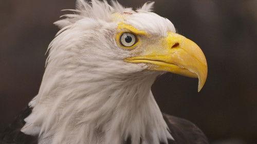 Alaska Animal Rescue Season 2 Episode 3 - Beast Friends Forever