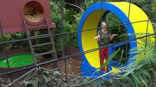 I'm a Celebrity...Get Me Out of Here! Season 12 Episode 6 - Rodent Run