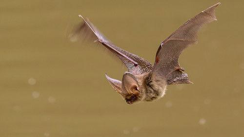 Springwatch Season 21 Episode 12 - Episode 12