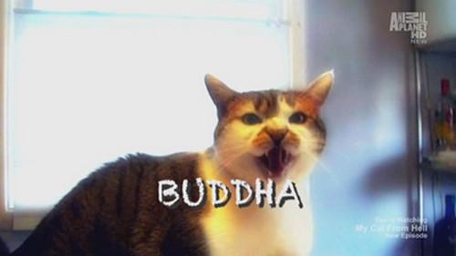 My Cat from Hell Season 4 Episode 13 - Buddha Bullies Hector