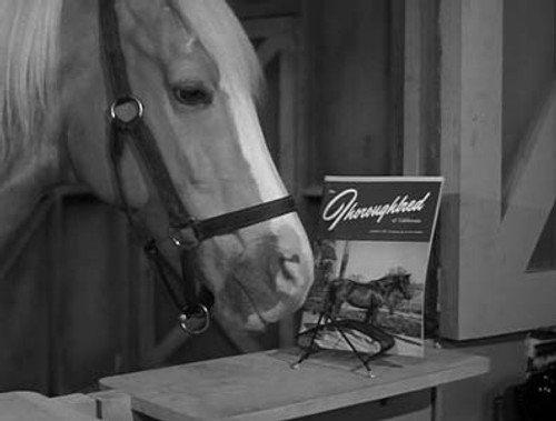 Mister Ed Season 1 Episode 26 - Wilbur Sells Ed