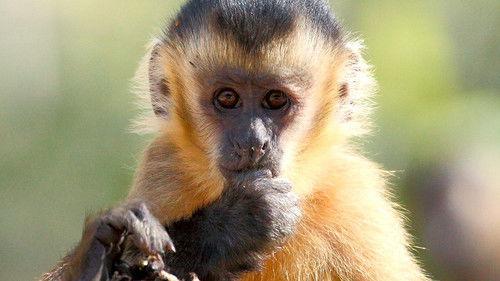 Wild Brazil Season 1 Episode 1 - A Dangerous World