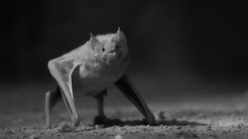 Background image for Devil's Island