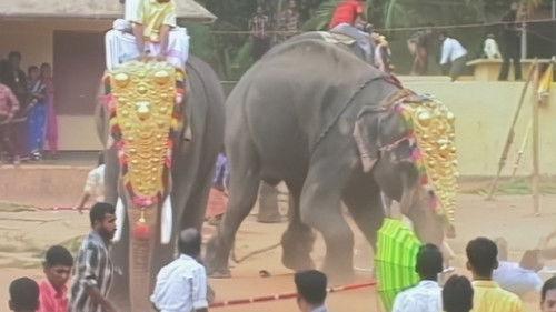 World's Most Amazing Videos Season 5 Episode 4 - Animals Gone Wild