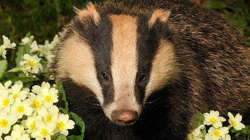 Springwatch Season 12 Episode 4 - Episode 4