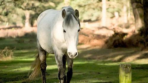 Countryfile Season 36 Episode 19 - A Rural Welcome Revisit