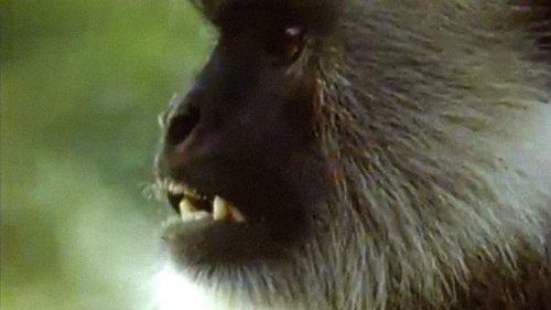 Trials of Life Season 1 Episode 8 - Fighting