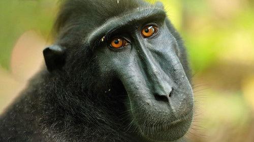 Islands in Time: A Wildlife Odyssey Season 1 Episode 1 - Born of Fire