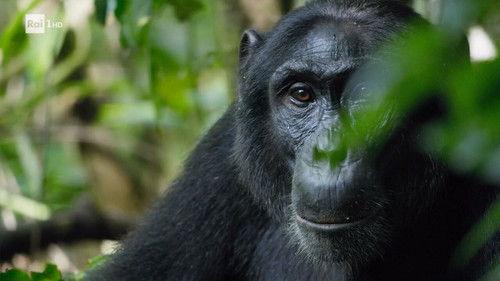 Superquark Season 29 Episode 3 - Courtship in the rainforests