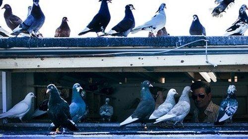 Inside the American Mob Season 1 Episode 2 - Operation Donnie Brasco