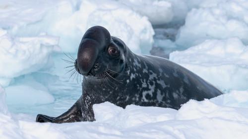 Frozen Planet II Season 1 Episode 1 - Frozen Worlds