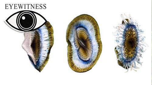 Eyewitness Season 3 Episode 5 - Life