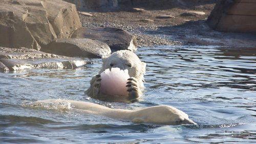 Secrets of the Zoo Season 1 Episode 5 - Beauties and Beasts