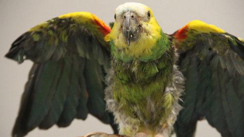 Dr. T, Lone Star Vet Season 1 Episode 7 - The Roo to Recovery