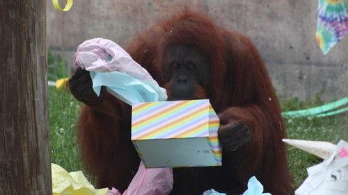 Background image for Dhole Lotta Love