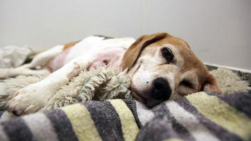 The Supervet: Noel Fitzpatrick Season 15 Episode 4 - Episode 4