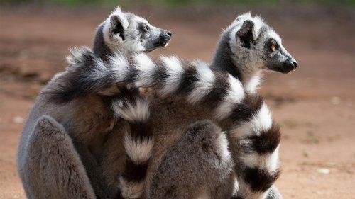 Nature Season 32 Episode 8 - Love in the Animal Kingdom