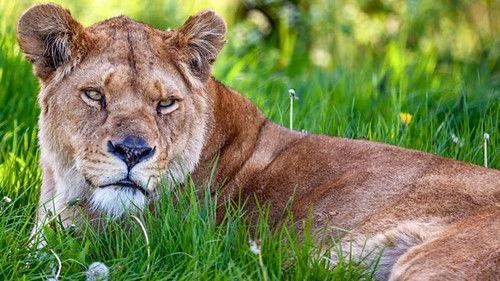 Animal Park Season 22 Episode 9 - Summer 2023: Episode 9