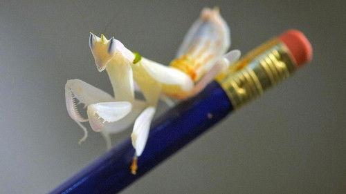 The Secret Life of the Zoo Season 3 Episode 1 - Episode 1