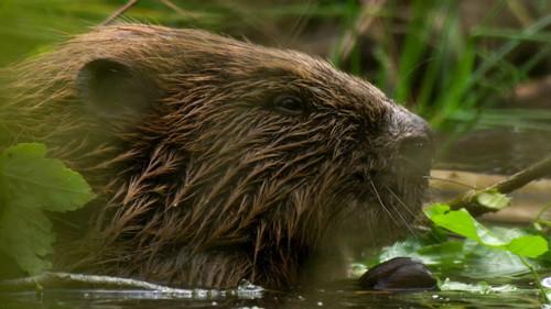 Our Nature Season 1 Episode 1 - Water