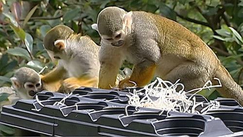 Monkey Business Season 7 Episode 7 - Episode 7