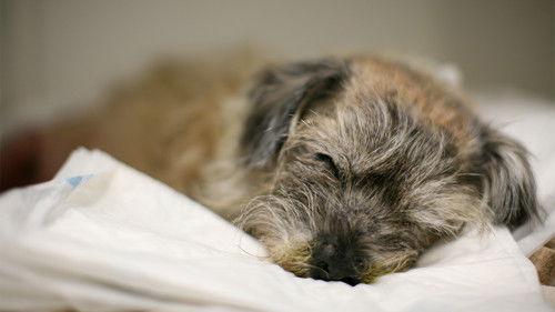 The Supervet: Noel Fitzpatrick Season 16 Episode 1 - Episode 1 - Saving My Dog